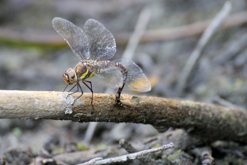 Aeshna mixta,  femmina